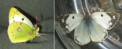 Colias hyale